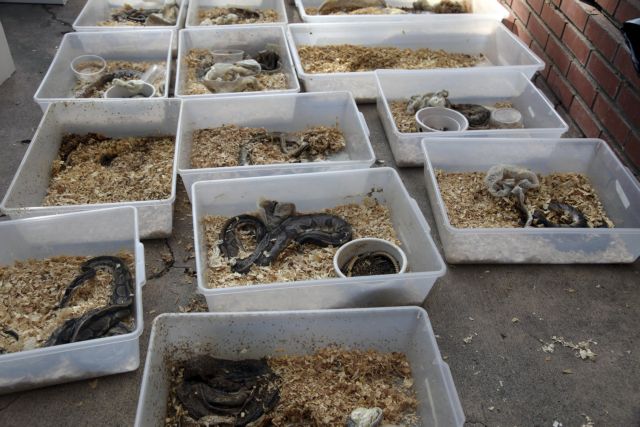 Εκατοντάδες φίδια, νεκρά και ζωντανά, βρέθηκαν σε σπίτι στην Καλιφόρνια